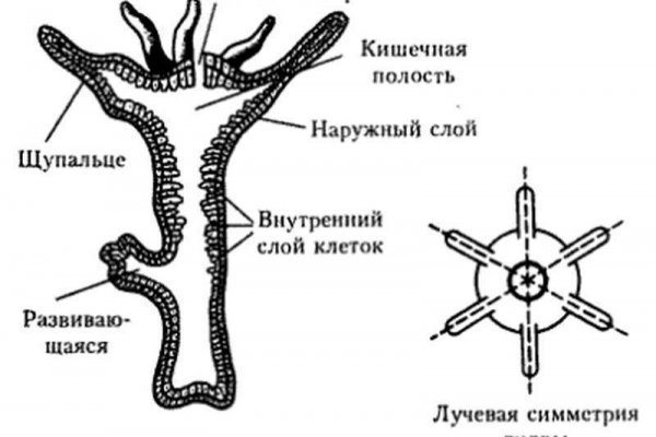 Как зайти на кракен дарк