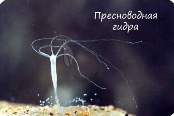 Мега зеркала тор онион мориарти кракен